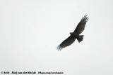 Bruine Slangenarend / Brown Snake-Eagle