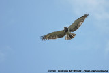 Zwartborstslangenarend / Black-Chested Snake-Eagle