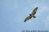 Zwartborstslangenarend / Black-Chested Snake-Eagle