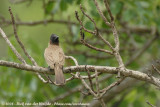 Geelstuitbuulbuul / Dark-Capped Bulbul