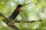 Amethistspreeuw / Violet-Backed Starling