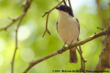 Black-Backed PuffbackDryoscopus cubla hamatus