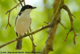 Black-Backed PuffbackDryoscopus cubla hamatus