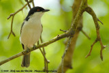 Black-Backed Puffback<br><i>Dryoscopus cubla hamatus</i>