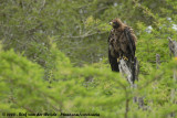 Wahlbergs Arend / Wahlberg's Eagle