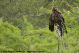 Wahlbergs Arend / Wahlberg's Eagle