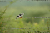 Helmklauwier / White-Crested Helmet Shrike