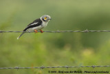 Helmklauwier / White-Crested Helmet Shrike
