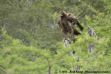 Wahlbergs Arend / Wahlberg's Eagle
