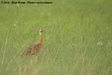 Zuidelijke Witbuiktrap / Barrow's Korhaan