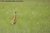 Zuidelijke Witbuiktrap / Barrow's Korhaan