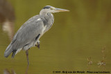 Grey HeronArdea cinerea cinerea
