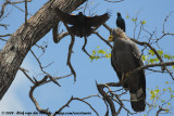 African Harrier-Hawk<br><i>Polyboroides typus typus</i>