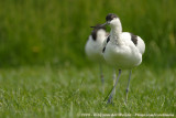 Kluut / Pied Avocet