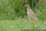 Tureluur / Common Redshank