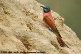 Noordelijke Karmijnrode Bijeneter / Northern Carmine Bee-Eater