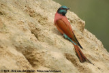 Noordelijke Karmijnrode Bijeneter / Northern Carmine Bee-Eater