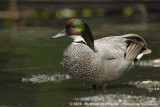 Bronskopeend / Falcated Duck