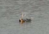 Swallow Splash Down