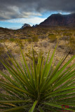 Yucca - Big Bend National Park