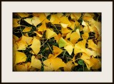 gingko leaves in autumn