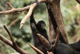 Henry Doorly Zoo - Omaha, NE