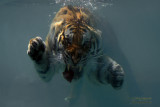 Fedor the Swimming Tiger