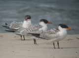 Caspian Tern juveniles