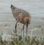 Curlew Sandpiper in Illinois