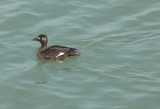 White-winged Scoter