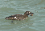 White-winged Scoter