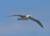Laysan Albatross