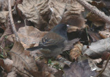 Oregon Dark-eyed Junco