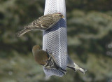 Common Redpoll, with winter plumaged American Goldfinches