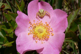 Early Wild Rose, with crab spider