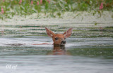 Fawn swimming