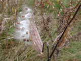 Milkweed pods