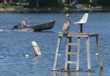 Brown Pelican in Illinois