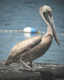 Brown Pelican in Illinois