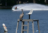 Brown Pelican in Illinois