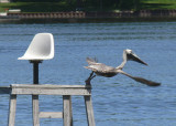 Brown Pelican in Illinois