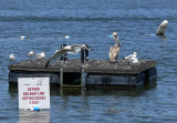 Brown Pelican in Illinois