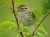 Henslows Sparrow, probable female with brood patch