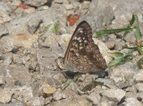 Hackberry Emperor underside