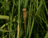 Wandering Glider