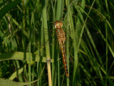 Wandering Glider