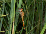 Wandering Glider