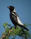 Bobolink