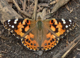 Painted Lady