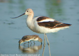 American Avocet